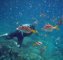 Imagine Cruises - Accommodation Port Macquarie