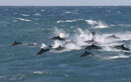  Accommodation Port Macquarie