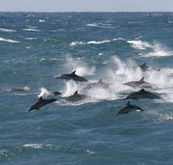 Tamboi Queen Cruises - Accommodation Port Macquarie