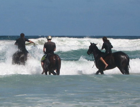 Pegasus Park Equestrian Centre - Accommodation Port Macquarie 0