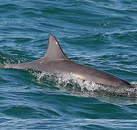 Byron Bay Dolphin Wildlife Tours - Accommodation Port Macquarie