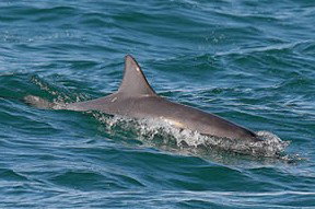 Byron Bay Dolphin Wildlife Tours - Accommodation Port Macquarie 0