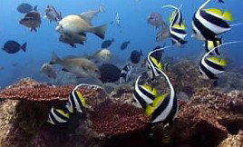 Byron Bay Dolphin Wildlife Tours - Accommodation Port Macquarie 3