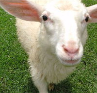 Golden Ridge Animal Farm - Accommodation Port Macquarie