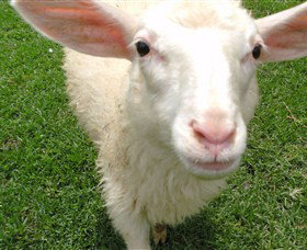 Golden Ridge Animal Farm - Accommodation Port Macquarie 0