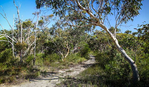 Aboriginal Heritage Walk - Accommodation Port Macquarie 2