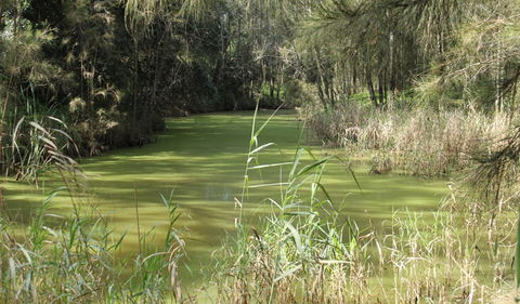Second Ponds Creek Walk - Accommodation Port Macquarie 0