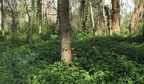 Second Ponds Creek Walk - Accommodation Port Macquarie 1