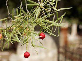 West Terrace Cemetery - Accommodation Port Macquarie 3