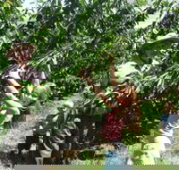 Forest Range Cherries - Accommodation Port Macquarie