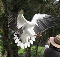 Raptor Domain - Accommodation Port Macquarie