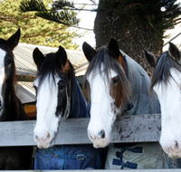 Victor Harbor Horse Drawn Tramway - Accommodation Port Macquarie