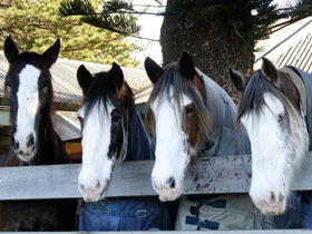 Victor Harbor Horse Drawn Tramway - Accommodation Port Macquarie 0