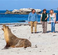 Seal Bay Conservation Park - Accommodation Port Macquarie
