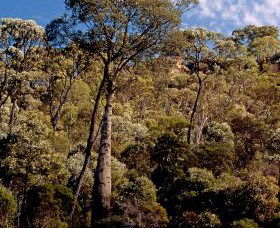 Ka Ka Mundi, Carnarvon National Park - Accommodation Port Macquarie 0