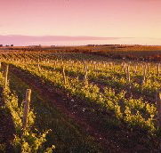 Ralph Fowler Wines - Accommodation Port Macquarie