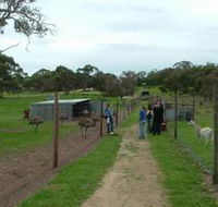Avenue Emus - Accommodation Port Macquarie