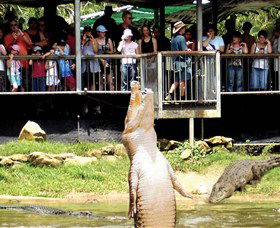Crocodylus Park - Accommodation Port Macquarie 0