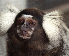 Crocodylus Park - Accommodation Port Macquarie 4