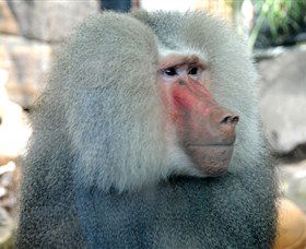 Crocodylus Park - Accommodation Port Macquarie 3