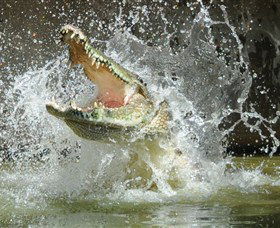 Crocodylus Park - Accommodation Port Macquarie 5