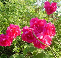 Bishop's Lodge Historic House and Heritage Rose Garden - Accommodation Port Macquarie