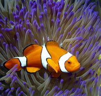Reef HQ Aquarium - Accommodation Port Macquarie
