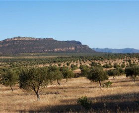 Grampians Olive Co. (Toscana Olives) - Accommodation Port Macquarie 1