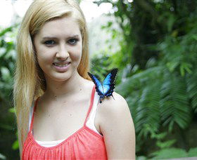 Australian Butterfly Sanctuary - Accommodation Port Macquarie 0