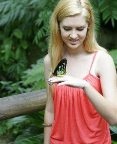 Australian Butterfly Sanctuary - Accommodation Port Macquarie 1