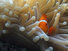 Beaver Reef Dive Site - Accommodation Port Macquarie 0
