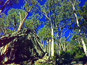 Blackdown Tableland National Park - Accommodation Port Macquarie 3