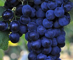 De Bortoli Wines Bilbul - Accommodation Port Macquarie 0