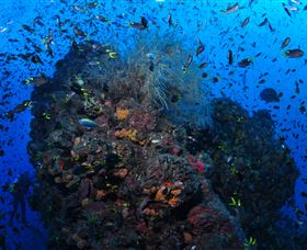 SS Yongala Dive Site - Accommodation Port Macquarie 1