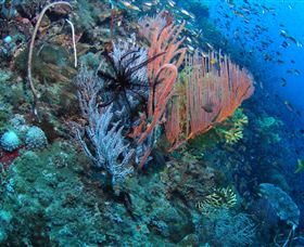SS Yongala Dive Site - Accommodation Port Macquarie 0