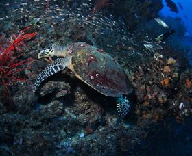 SS Yongala Dive Site - Accommodation Port Macquarie 3