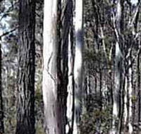 Kooyoora State Park - Accommodation Port Macquarie