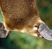 Eungella National Park - Accommodation Port Macquarie