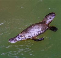 Platypus Viewing at Broken River - Accommodation Port Macquarie