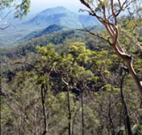 Crediton State Forest - Accommodation Port Macquarie