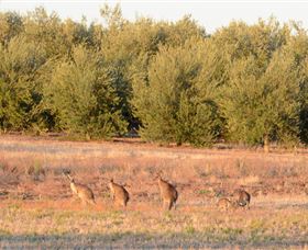 Yarrow Park - Accommodation Port Macquarie 4