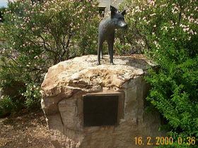 Dingo Statue - Accommodation Port Macquarie 0