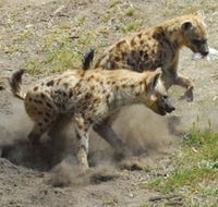 Altina Wildlife Park - Accommodation Port Macquarie