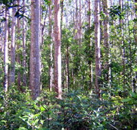 Cathu State Forest - Accommodation Port Macquarie