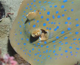 Jorgey's Patch Dive Site - Accommodation Port Macquarie 0