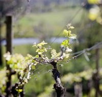 Mountainside Wines - Accommodation Port Macquarie