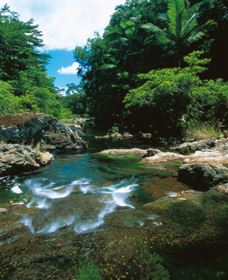 Cedar Creek Falls - Accommodation Port Macquarie 1