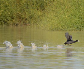 Lake Cowal - Accommodation Port Macquarie 1