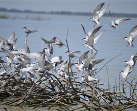 Lake Cowal - Accommodation Port Macquarie 2