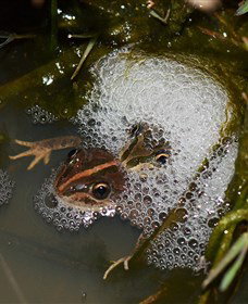 Lake Cowal - Accommodation Port Macquarie 5
